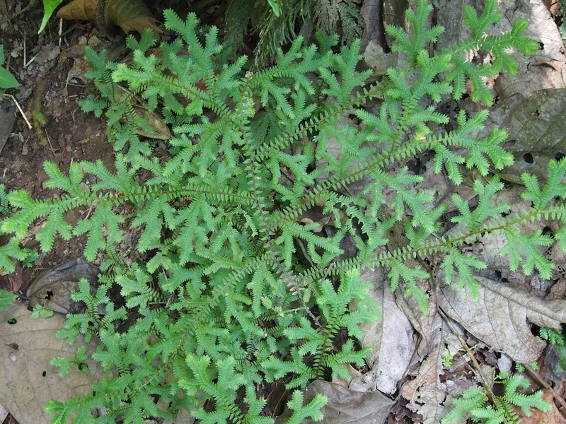 Selaginella eurynota