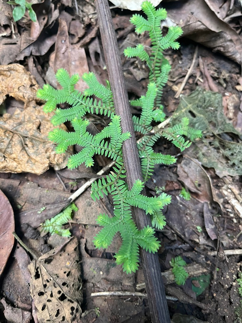 Selaginella eurynota photo 2