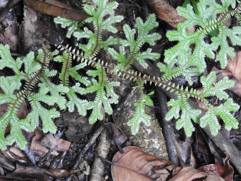 Selaginella eurynota photo 3