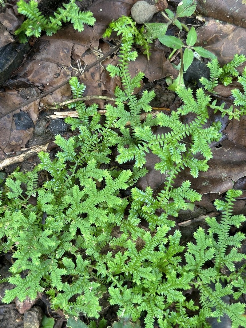 Selaginella eurynota photo 4