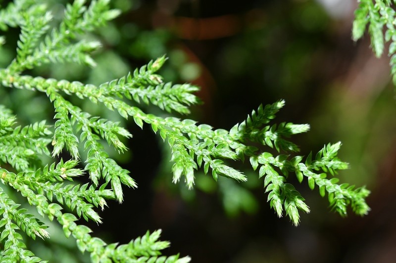 Selaginella eurynota photo 5