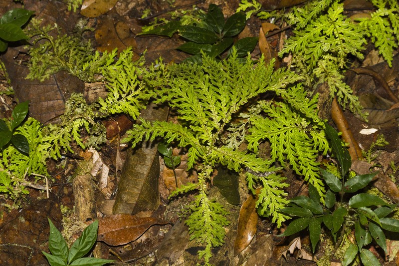 Selaginella eurynota photo 6