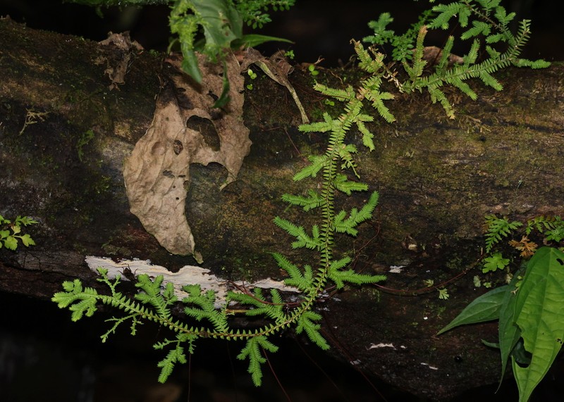 Selaginella eurynota photo 7