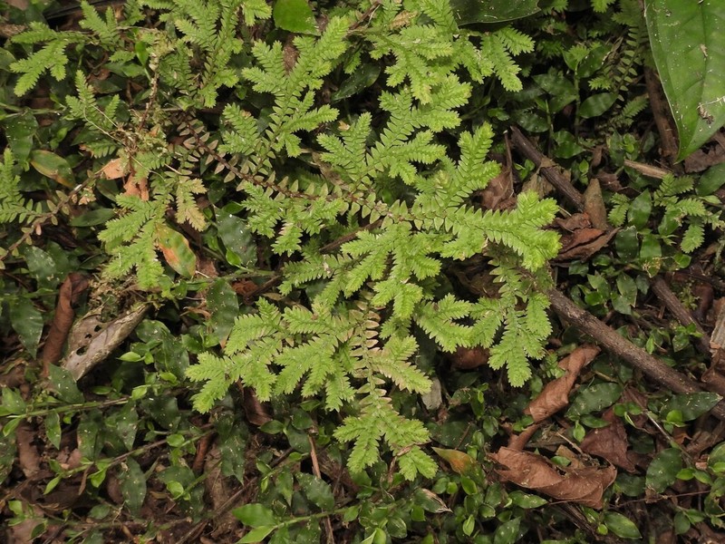 Selaginella eurynota photo 8