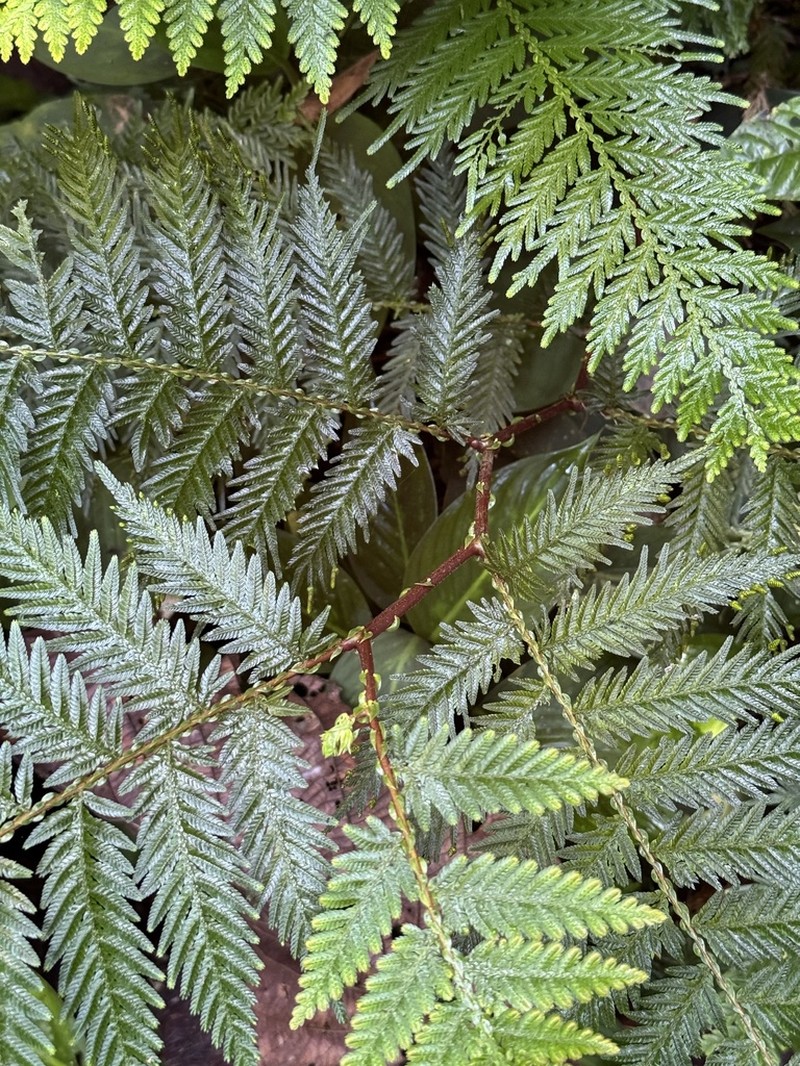 Selaginella exaltata