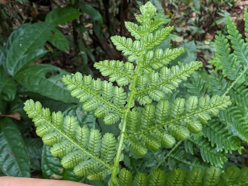 Selaginella exaltata photo 2