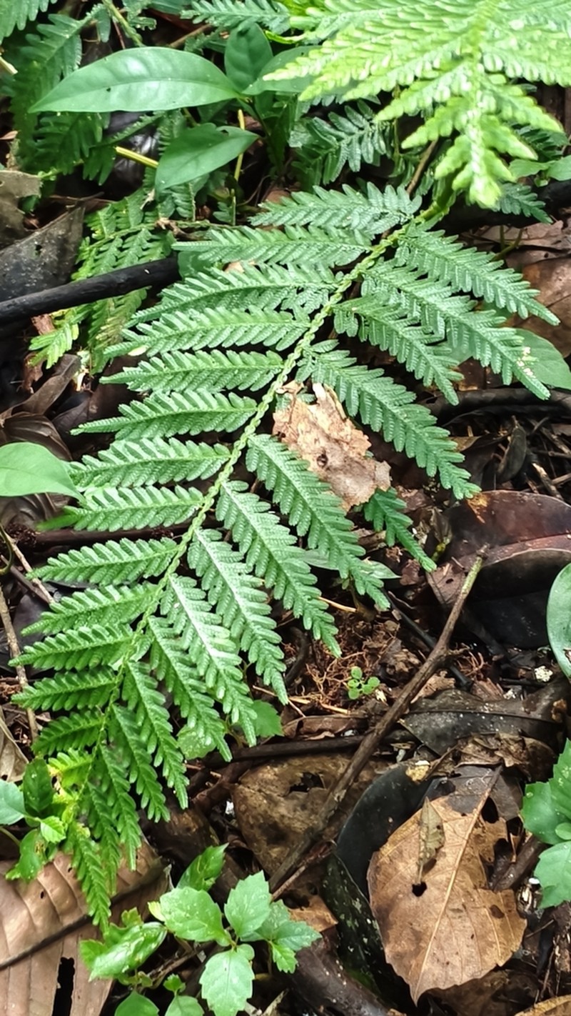 Selaginella exaltata photo 3