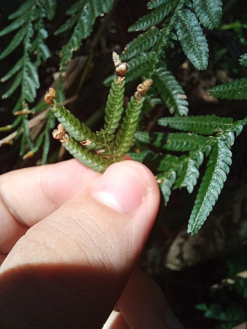 Selaginella exaltata photo 4