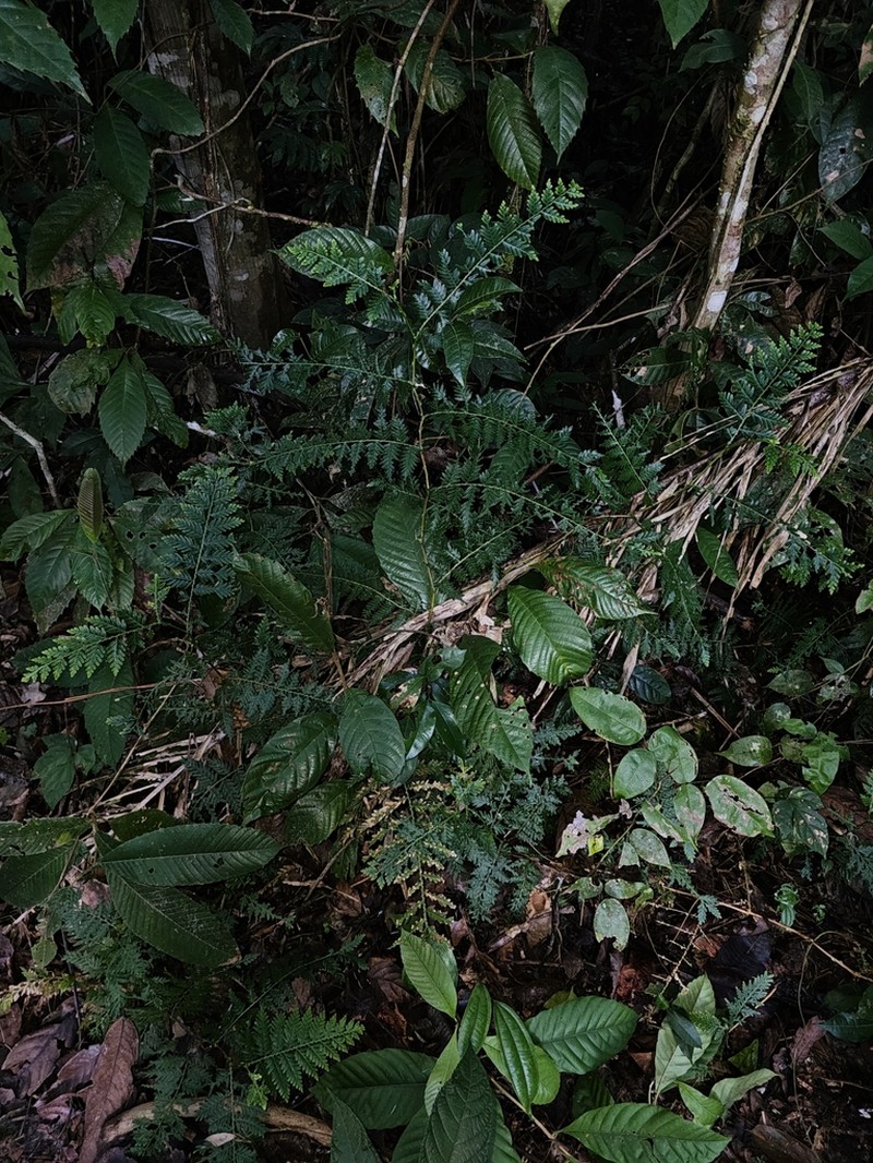 Selaginella exaltata photo 5