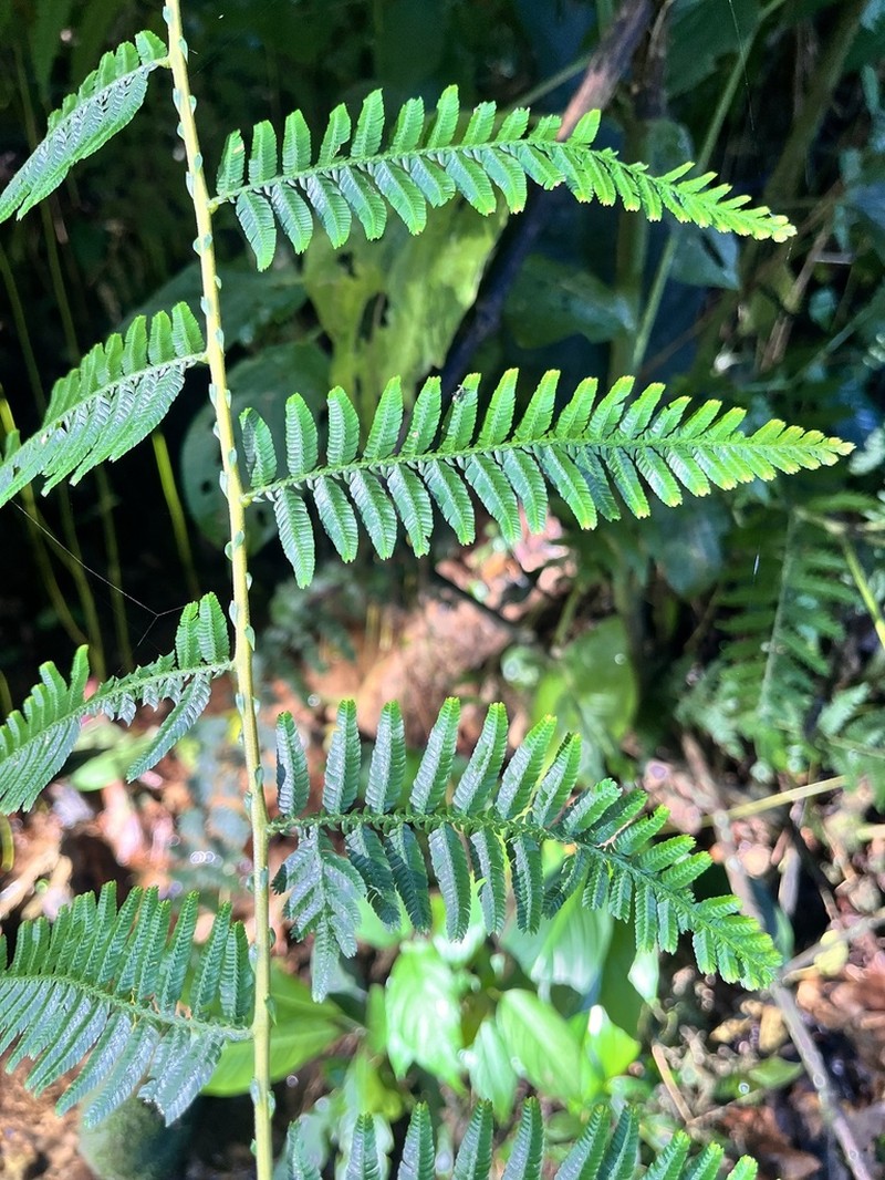 Selaginella exaltata photo 6