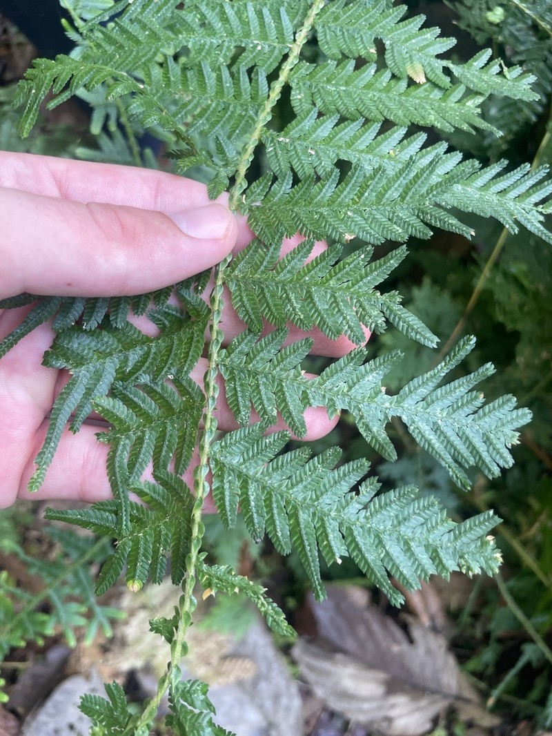 Selaginella exaltata photo 7