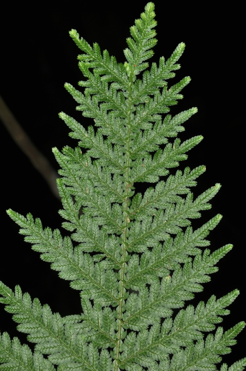 Selaginella exaltata photo 8