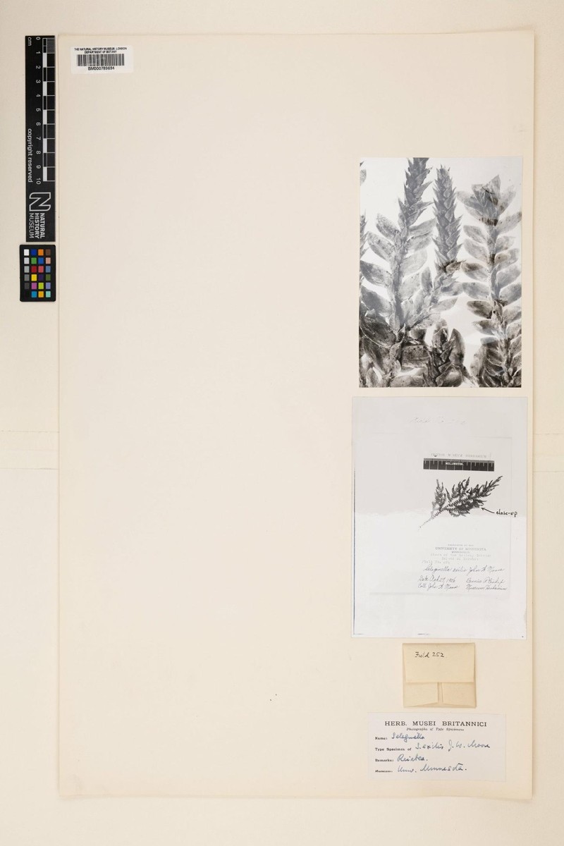Selaginella exilis
