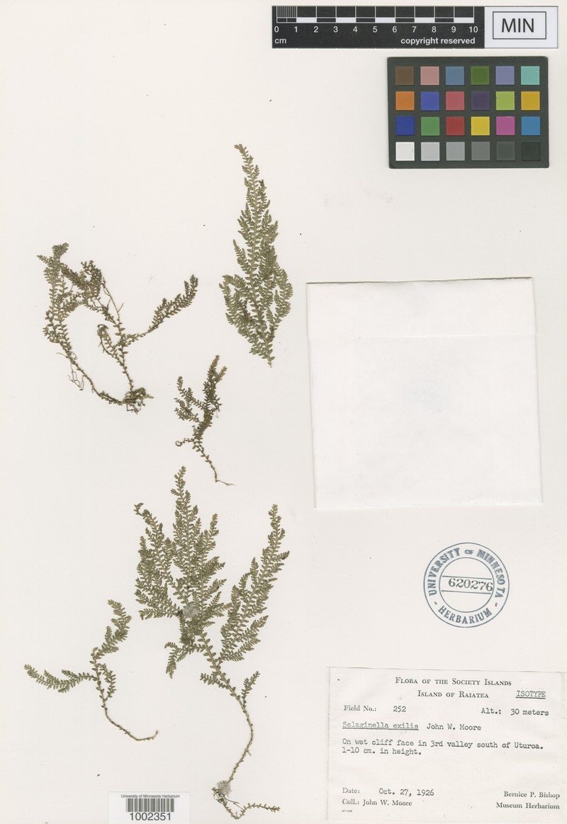Selaginella exilis photo 2