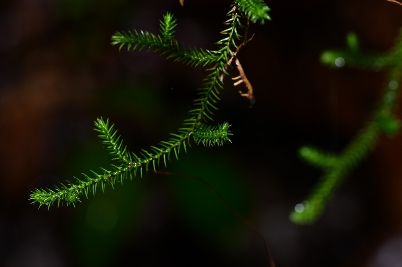 Selaginella extensa