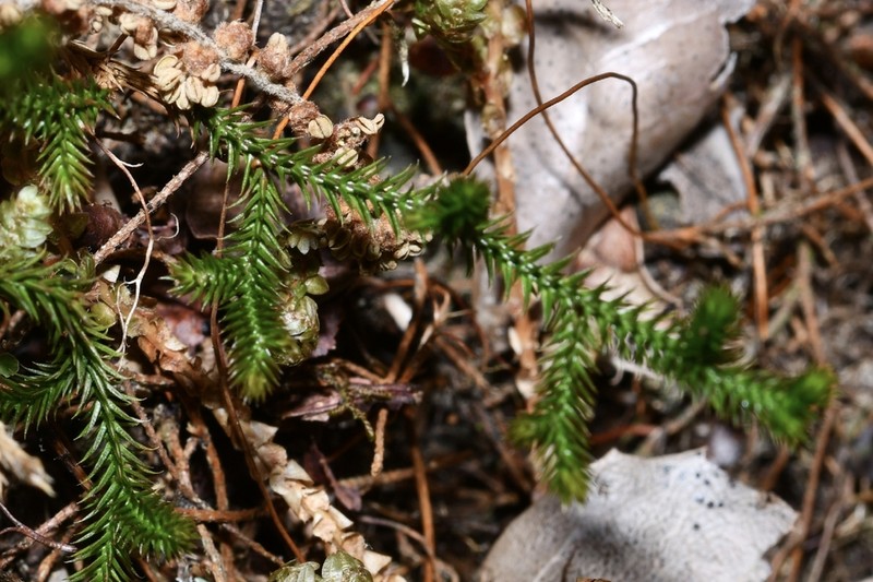 Selaginella extensa photo 2