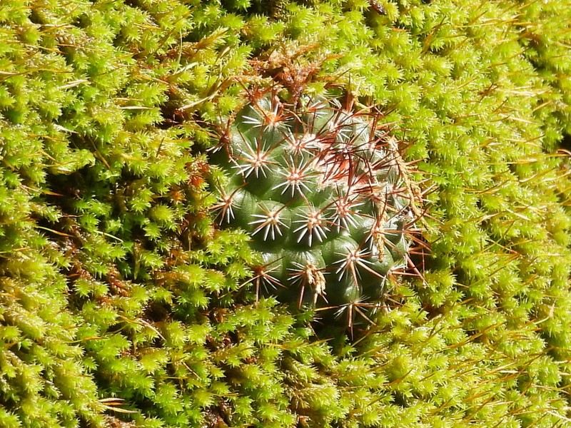 Selaginella extensa photo 3