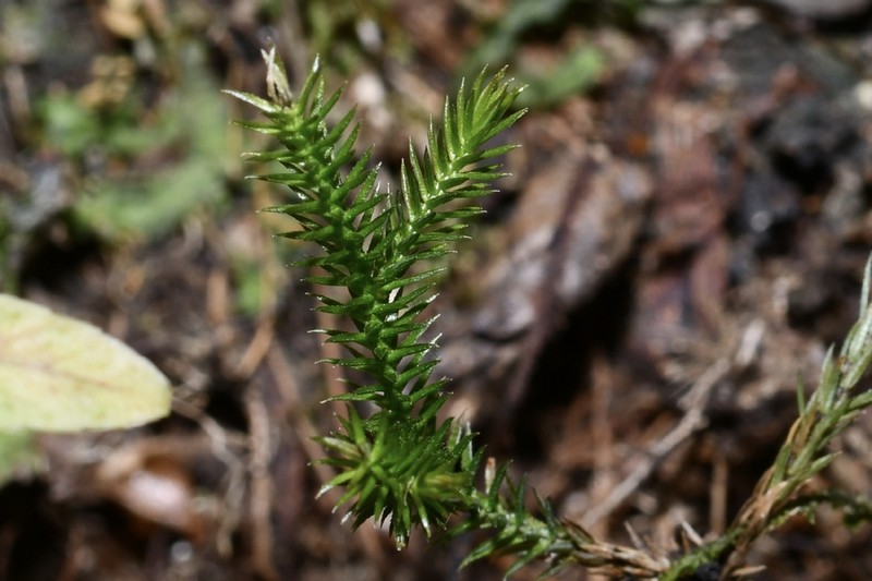 Selaginella extensa photo 4