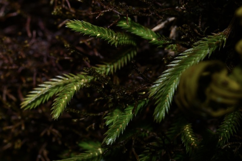 Selaginella extensa photo 5