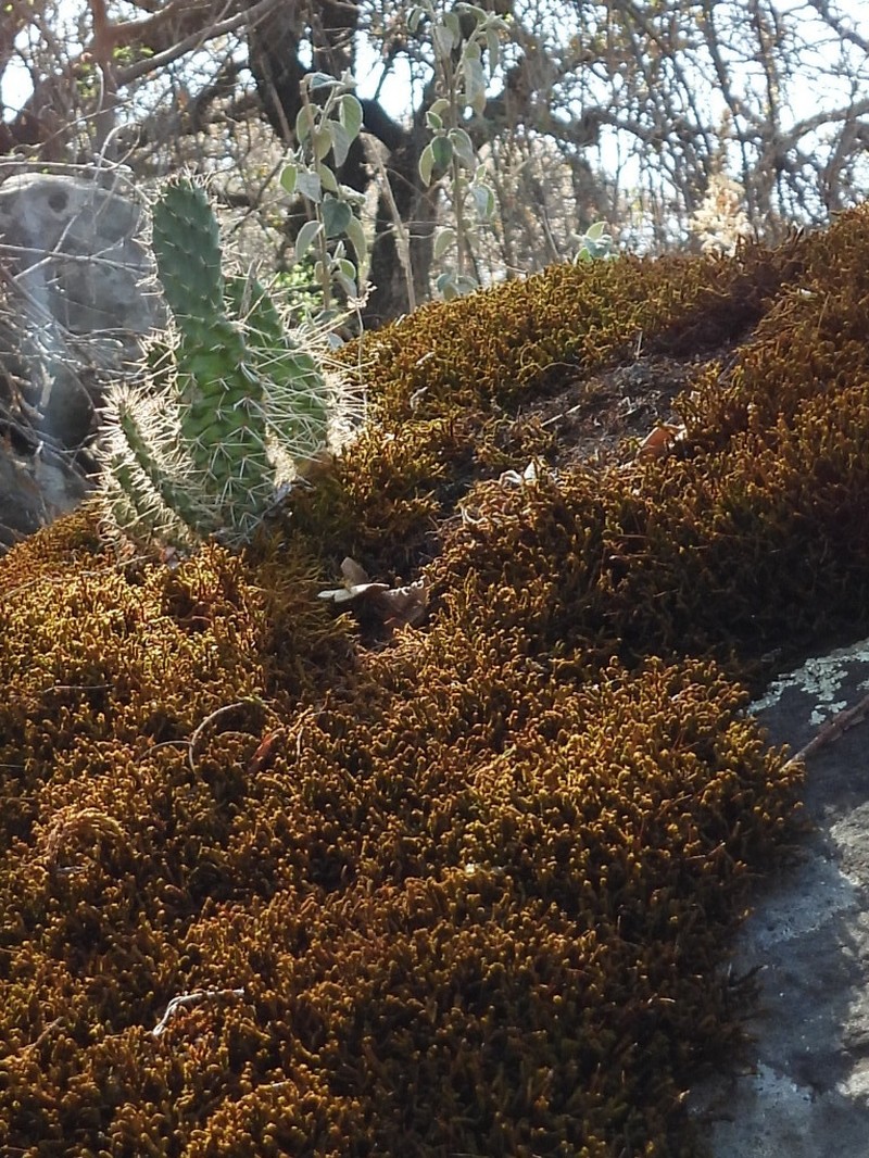 Selaginella extensa photo 6