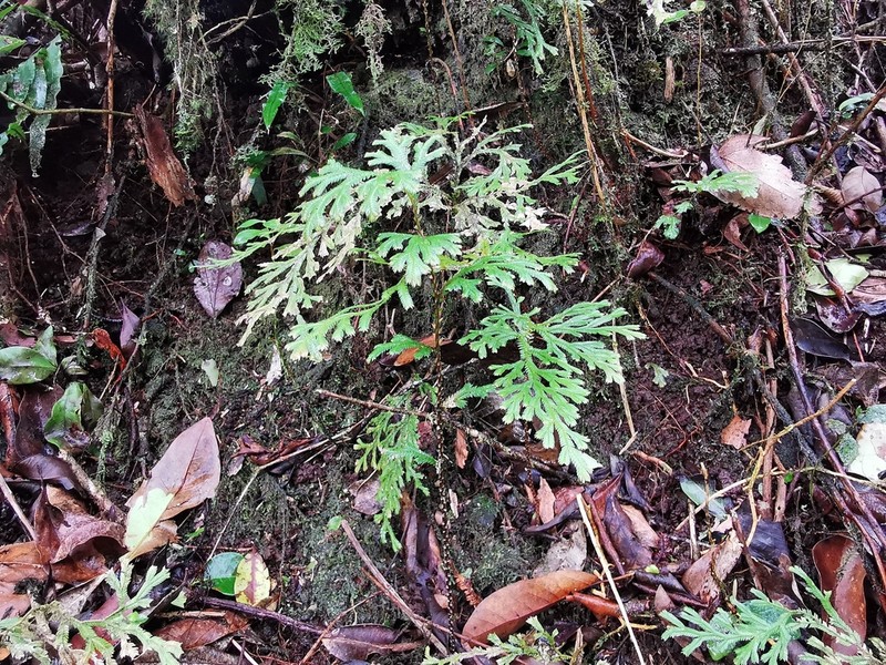 Selaginella falcata photo 2