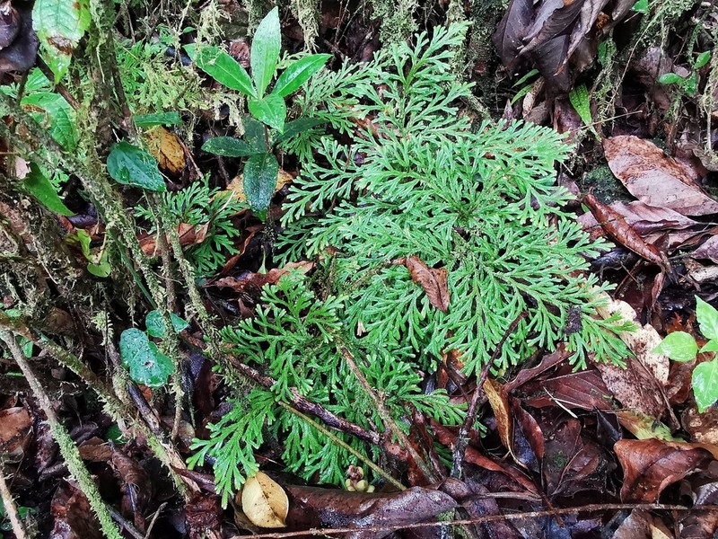 Selaginella falcata photo 3