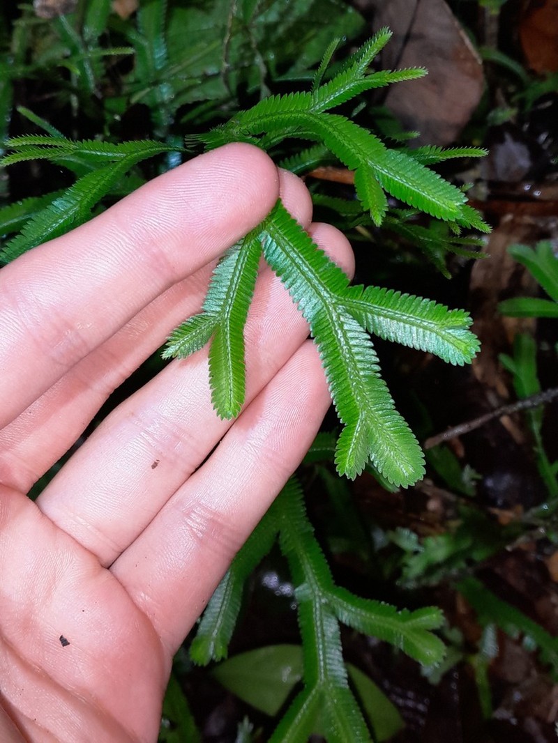 Selaginella falcata photo 4