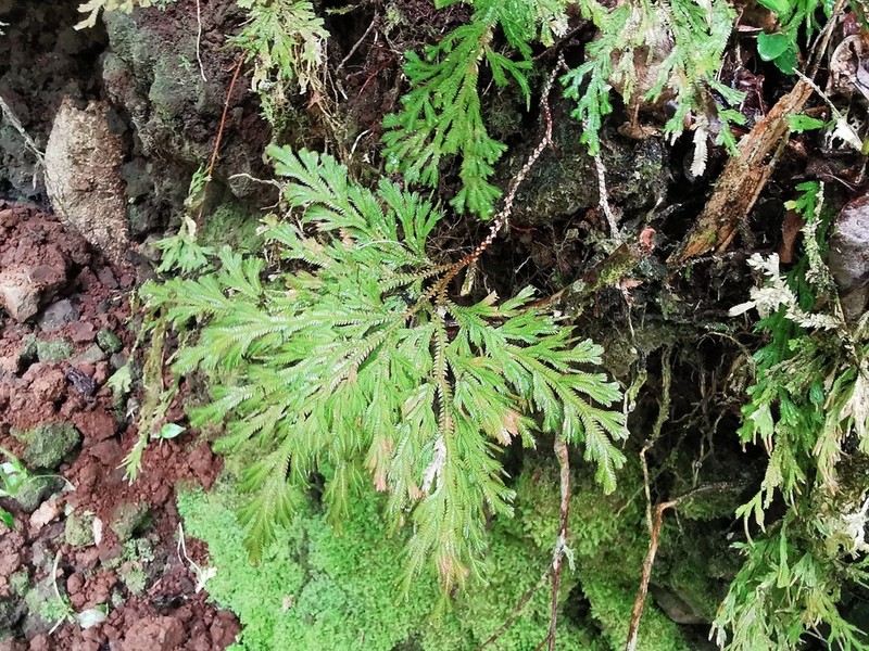 Selaginella falcata photo 5