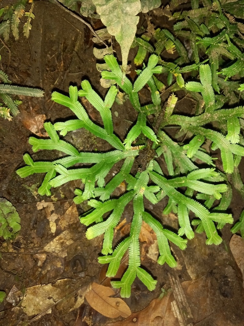 Selaginella falcata photo 6