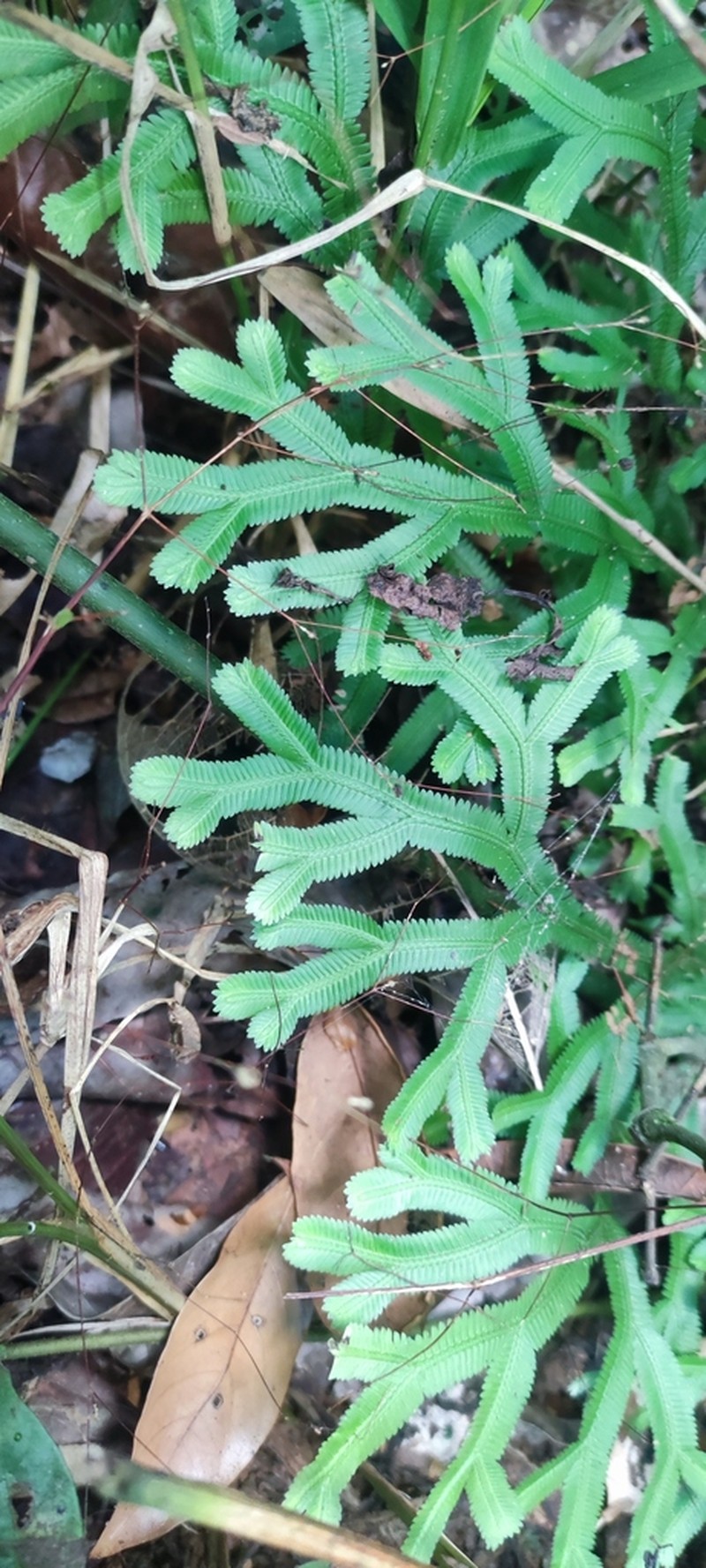 Selaginella falcata photo 7