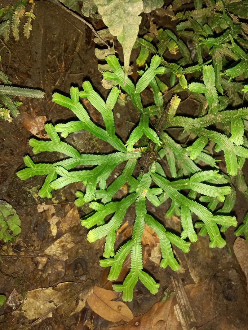 Selaginella falcata photo 8