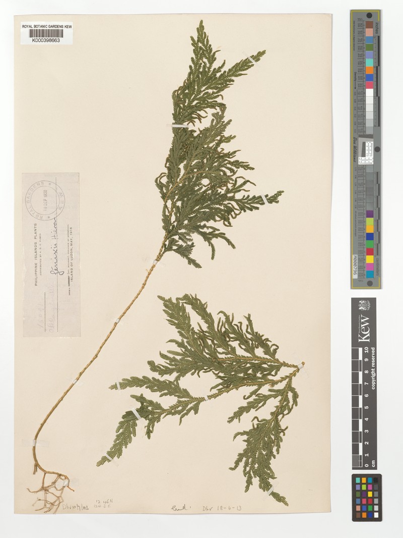 Selaginella fenixii photo 2