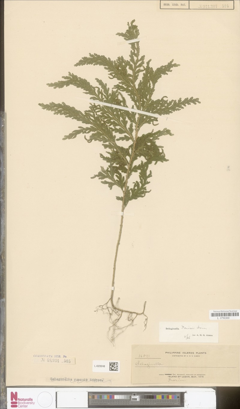Selaginella fenixii photo 3