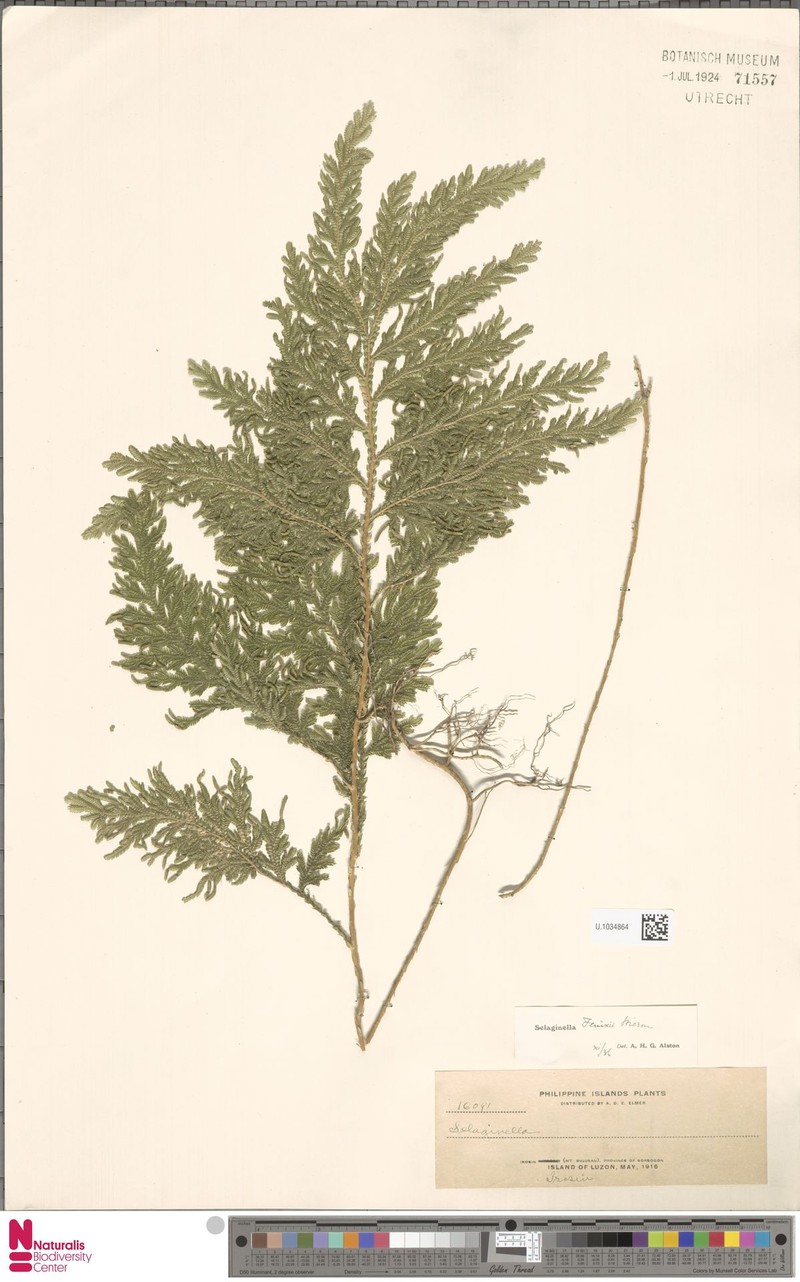 Selaginella fenixii photo 4