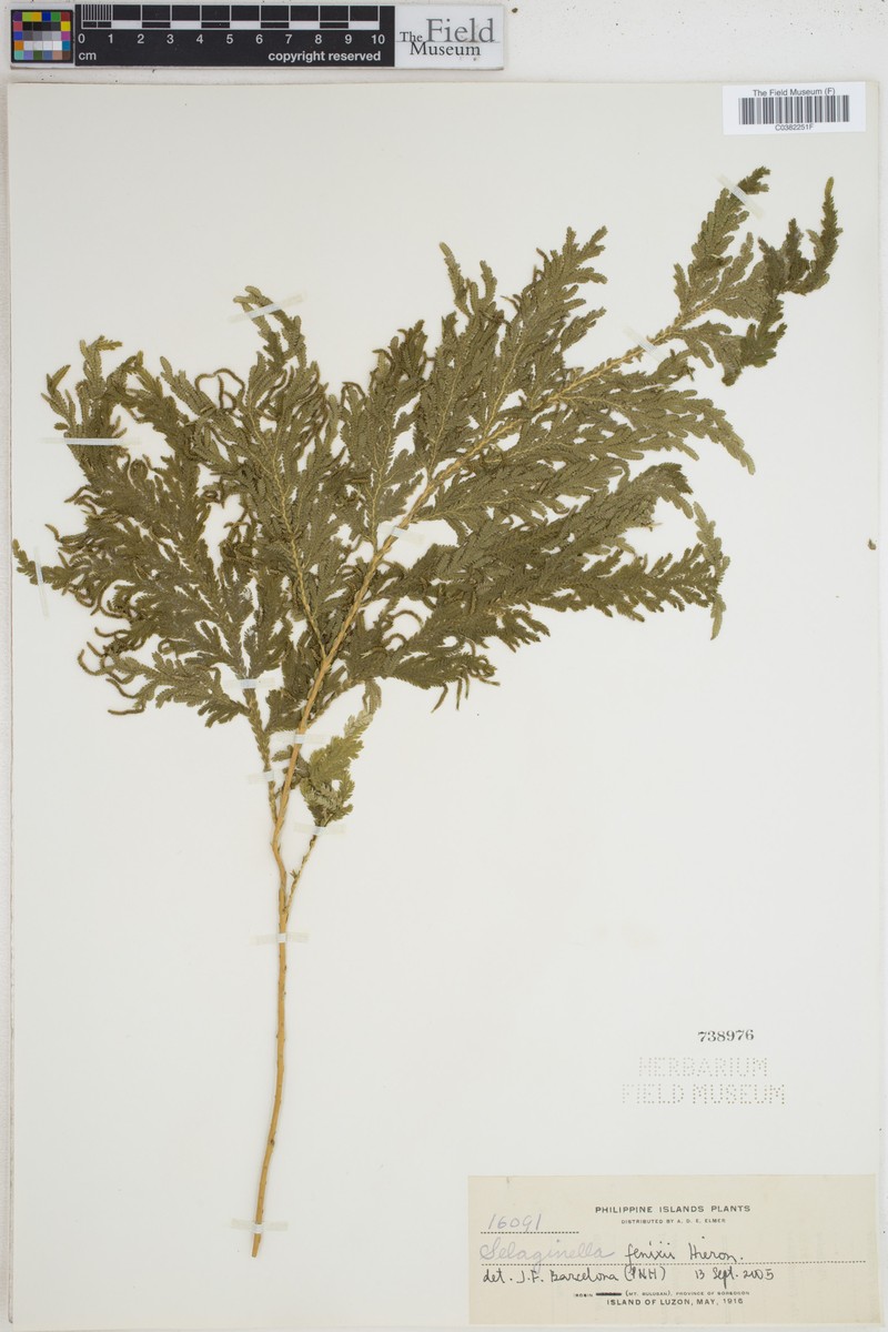 Selaginella fenixii photo 5
