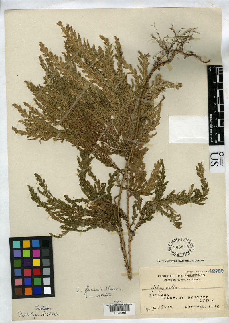 Selaginella fenixii