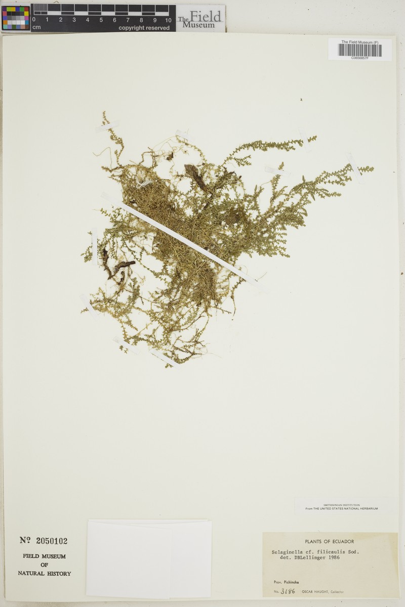 Selaginella filicaulis