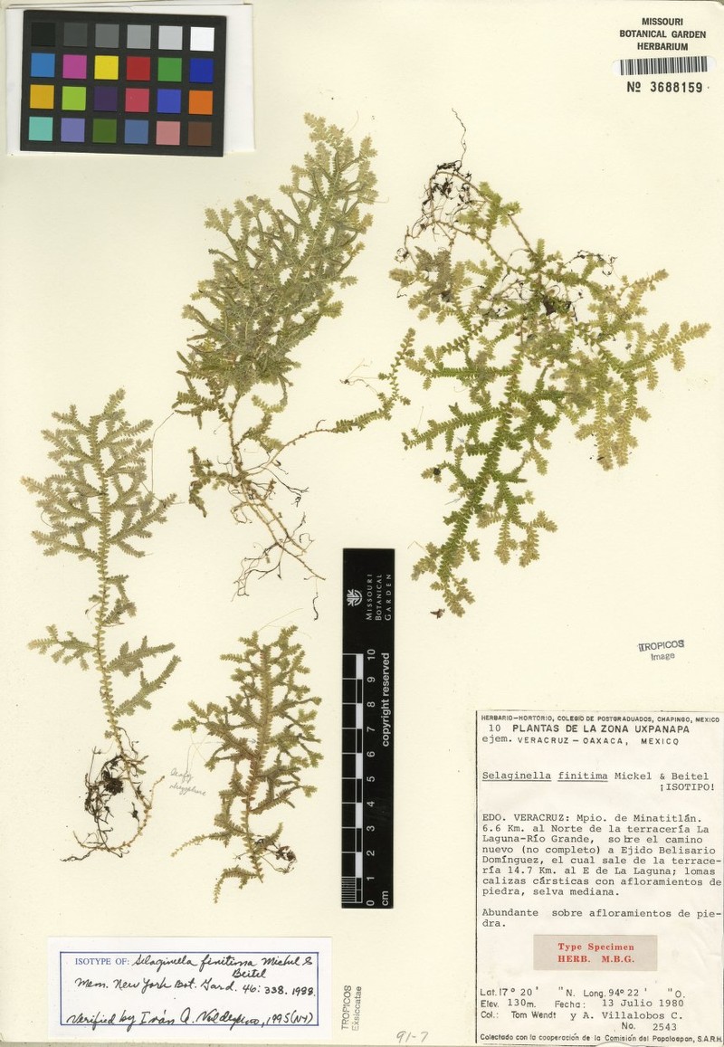 Selaginella finitima
