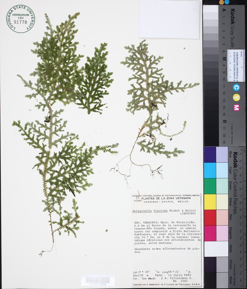 Selaginella finitima photo 2