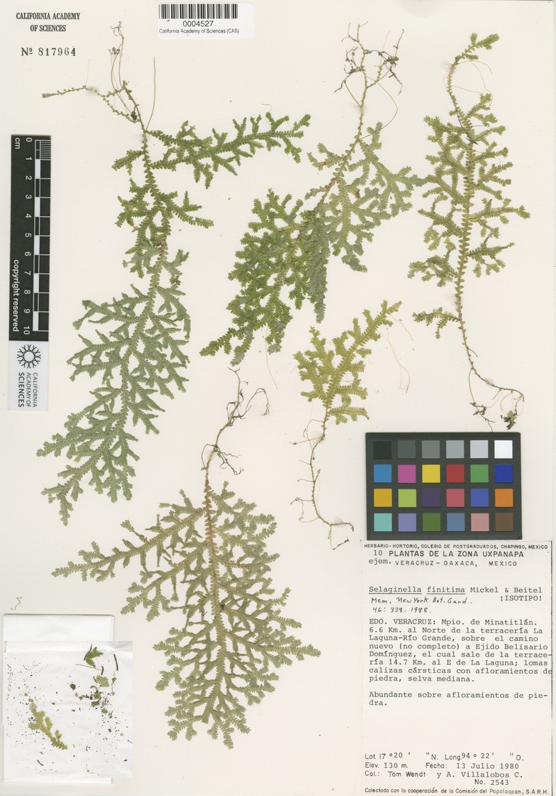 Selaginella finitima photo 3