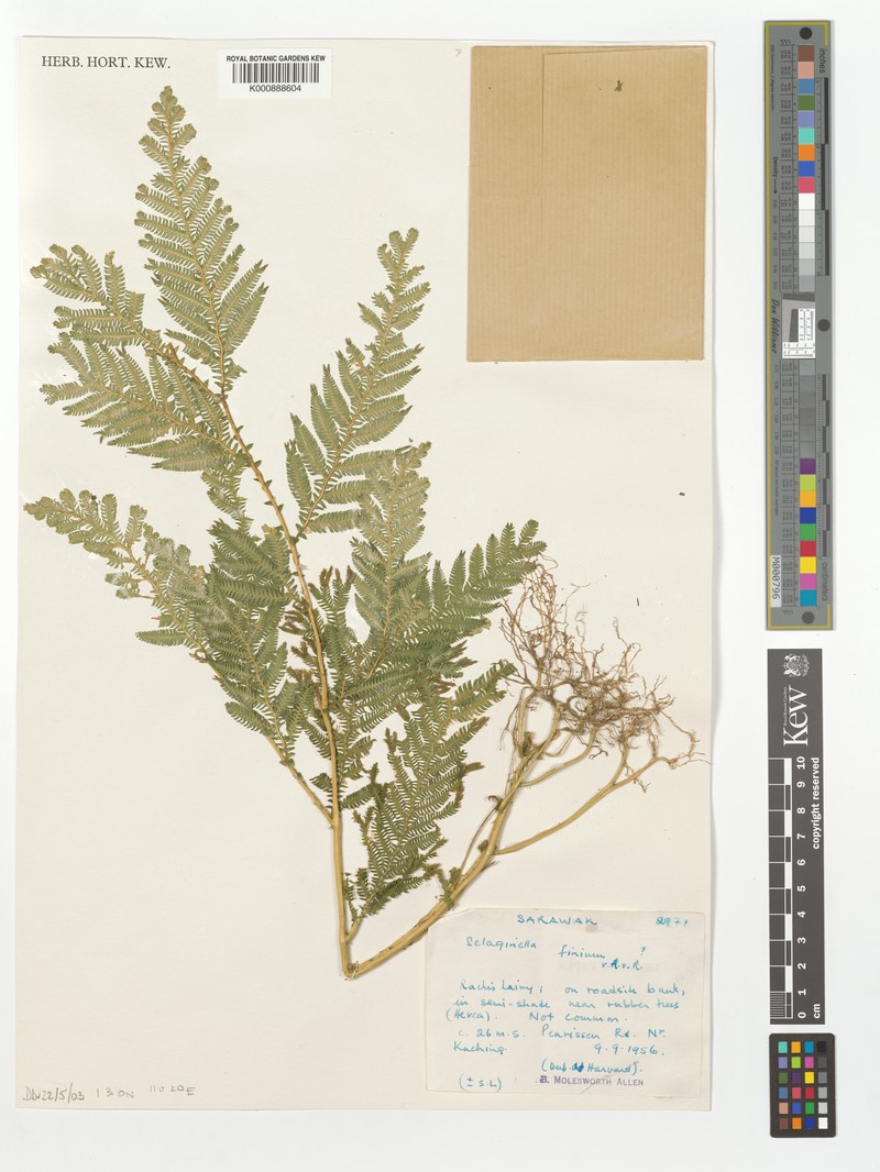 Selaginella finium