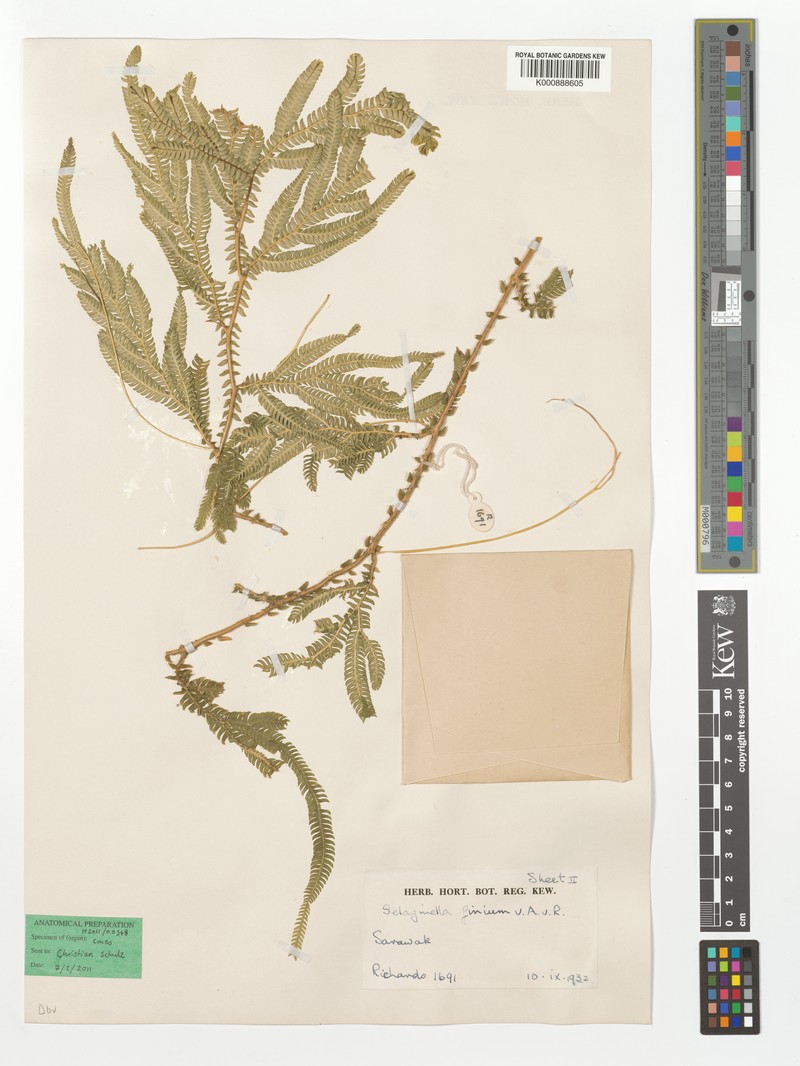Selaginella finium photo 2