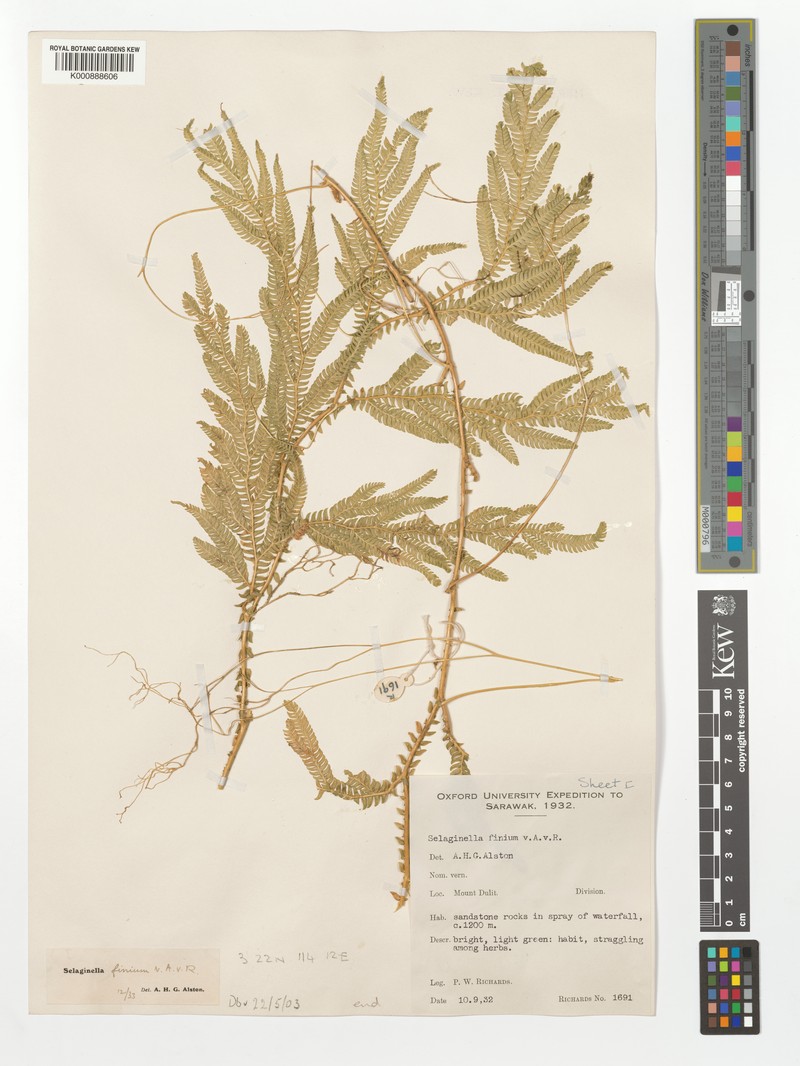 Selaginella finium photo 3