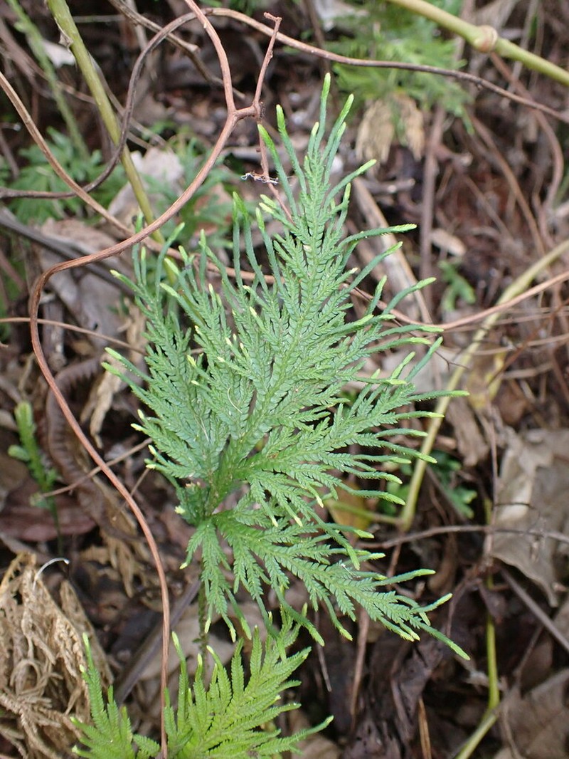 Selaginella firmula photo 2