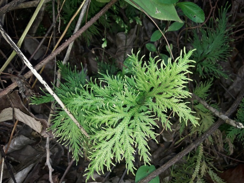 Selaginella firmula photo 3