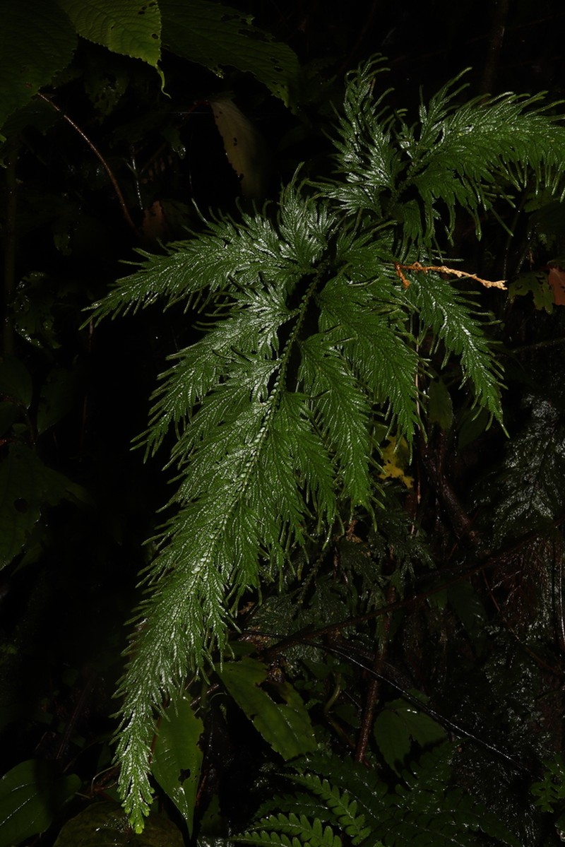 Selaginella firmula photo 4