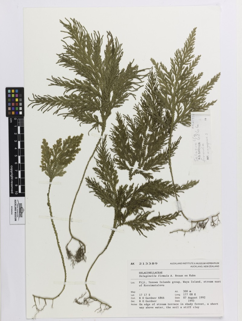 Selaginella firmula