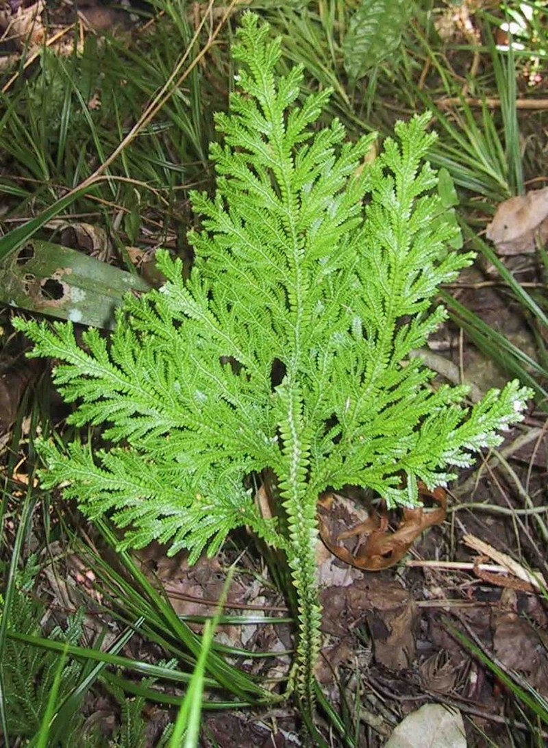 Selaginella firmuloides