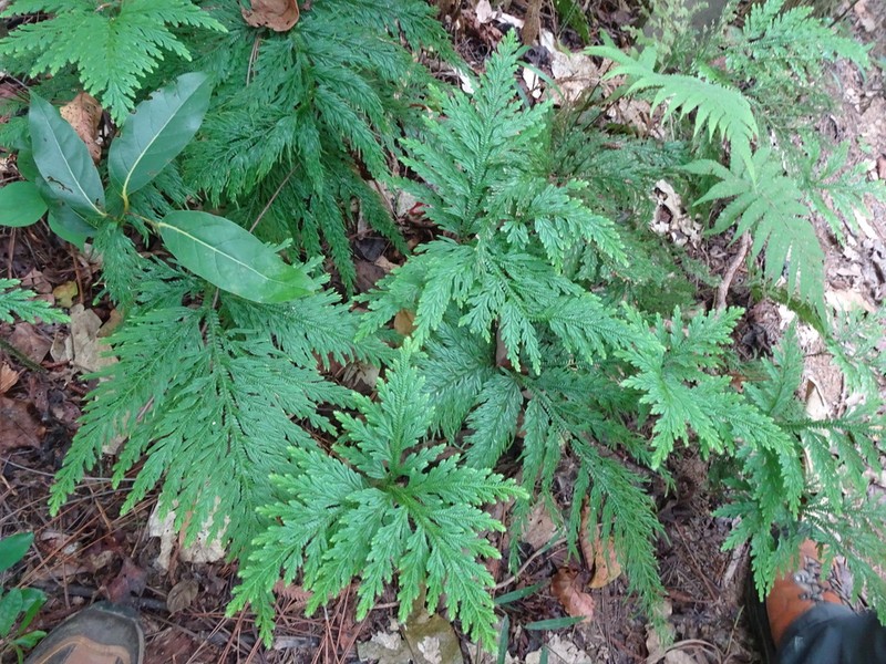 Selaginella firmuloides photo 2