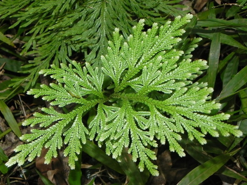Selaginella firmuloides photo 3